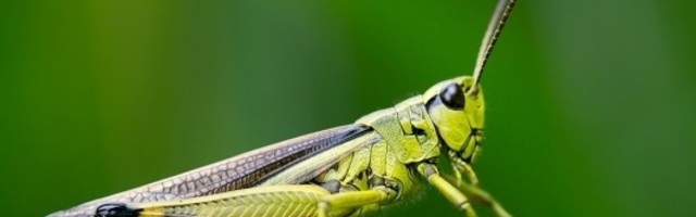 Najezda skakavaca uništave useve šitom Afrike