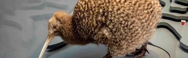 Mali pegavi kivi nađen posle 50 godina u divljini Novog Zelanda: Retku pticu nanjušio čuvarev pas