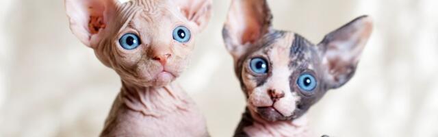 Boks meč golih "vilenjaka" oduševio internet: Ovakva tuča sfinksova u kuhinji može samo da vas nasmeje