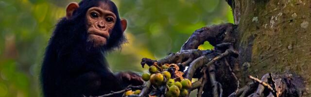 "Alkotest" urina dokazao: Šimpanze se opijaju fermentisanim voćem, za 24 časa drmnu po dva pića!