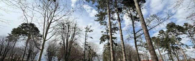 Vrane im dojadile: Onda su rešili da ih "prevare" (VIDEO)