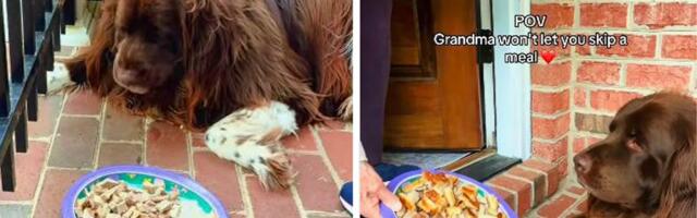 Čuijeva večera hit interneta: Pas odbija da jede, a onda mu baka stavlja SPECIJALAN DODATAK u činiju