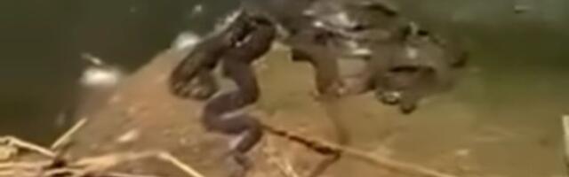 (VIDEO) Zmije preplavile obalu reke? Snimak sa Binačke Morave izazvao buru na društvenim mrežama