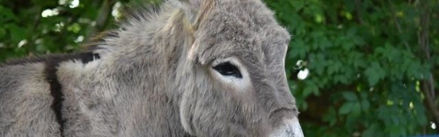 DOČEKAO SVOJIH PET MINUTA! Uživanje na nivou! (Video)