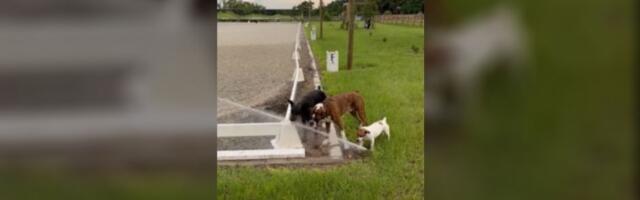 Ožednela tri psa: Snašli se sa prskalicom (VIDEO)