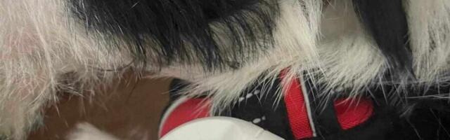 Čitač čipova pasa od sada dostupan svim Nišlijama 24/7. Akcija Udruženja PIT kako bi psi što pre došli do svojih vlasnika