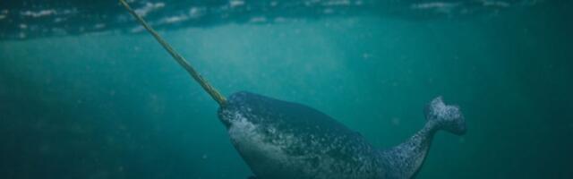 Jednorozi iz mora: Da li ste čuli za narvale? Teško je poverovati da su stvarni (VIDEO)