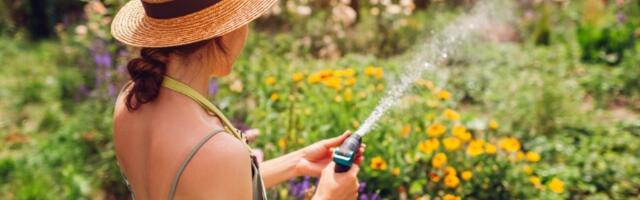 Spasite cveće od vrućina: Ubacite NEOBIČAN sastojak u vodu kojom zalivate i bujaće do besvesti