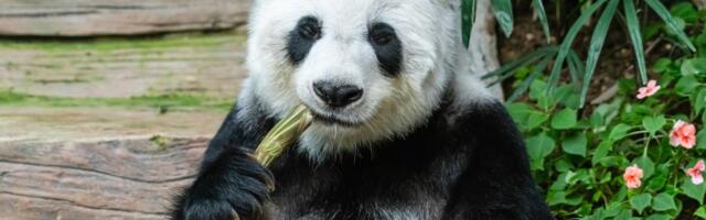 Veliko otkriče kineskih naučnika: Tiče se pandi i bambusa