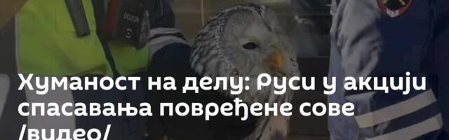 Хуманост на делу: Руси у акцији спасавања повређене сове /видео/