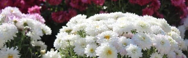 U Vranju u petak ujutro hladno, slede natprosečno topli dani do 19 stepeni