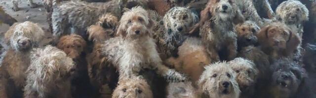 Zbog OVE SLIKE javnost optužila RSPCA da koristi AI: Više od 250 pasa nagurano u jednoj kući u Engleskoj