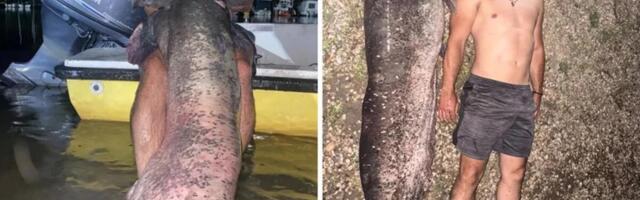 ISKUSNI MIKI IZVUKAO REČNU NEMAN SA UŠĆA TAMIŠA: "Vukao me je 30 metara", džin je veći od njega! (FOTO)
