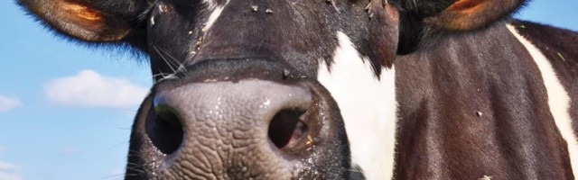 Prva krava plaćena bitkoinima u Crnoj Gori dobila je ime Bitkoinka!