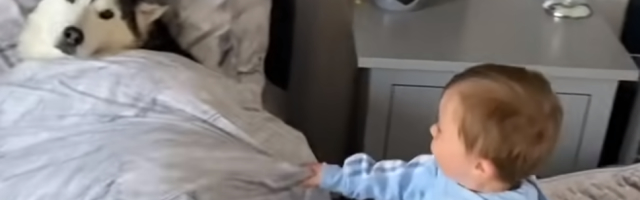 Svako veče pred spavanje Parker (2) odlazi u krevet sa svojim haskijem, a ono što je na snimku je za nepoverovati! (VIDEO)