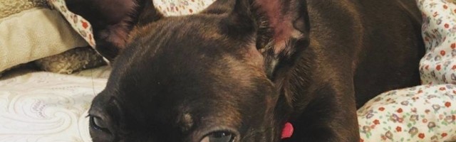 Ukoliko planirate da kupite štene, evo nekoliko načina kako da ga dresirate