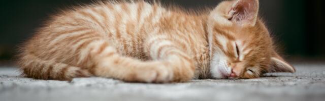 Da li mačku birate zbog izgleda, karaktera ili drugog važnog kriterijuma?