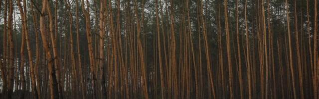 Jeziv prizor u šumi kod Aranđelovca! Divlje zveri u opasnom klinču: Od ovog treba bežati "kao đavo od krsta"!