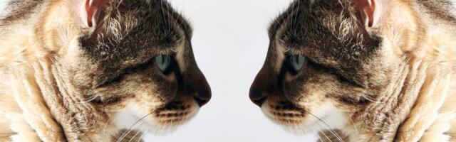 Kad se mačke nađu "oči u oči" i reše da se sprijatelje, one zajedno izvedu ono što nauka zove BRM