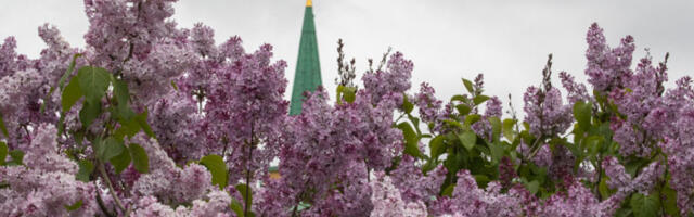 Казне за брање јоргована у Русији: за цвет из парка прети и до 15 дана затвора