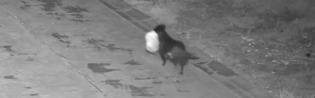 Genijalno i pomalo ilegalno: Pogledajte šta radi dresirani pas “đubretar” (VIDEO)