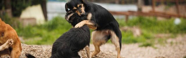 Horor kod Aleksinca! Dečak tražio psa, pa otkrio bunar pun leševa - selo u panici zbog vode