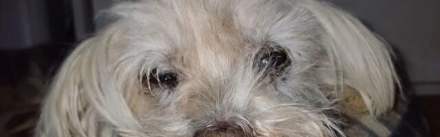 Ovo je Leo, ima 16 godina i nikad se nije igrao: Izgubio je sve sem dva zuba, a BETA ga čuva od svakog zla