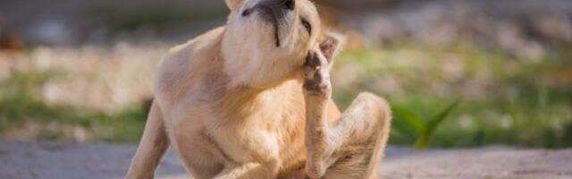 Da li vaš pas ima buve? Genijalan trik veterinara koji otkriva sve za 10 sekundi (VIDEO)