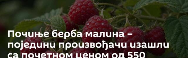 Почиње берба малина – поједини произвођачи изашли са почетном ценом од 550 динара