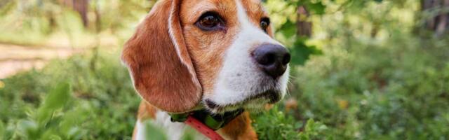 MOJ PAS JE REŽAO NA MENE, ONDA ME UDARIO I TIME MI SPASAO ŽIVOT! Čudesna priča Sanje iz Kragujevca o svom biglu