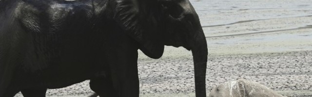 Slon je napao čoveka i oteo mu bicikl (VIDEO)