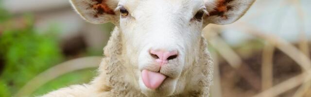 "Neoprezna" ovca izazvala lančani sudar: Nesvakidašnji karambol u Hrvatskoj