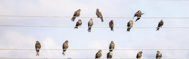 Srpski stručnjaci rade na međunarodnom projektu zaštite ptica na dalekovodima