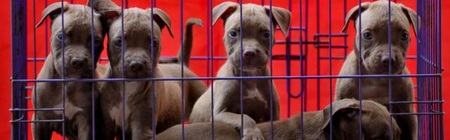 Da li će zabrana prodaje pasa i mačaka u pet šopovima dovesti do nove eksplozije CRNOG TRŽIŠTA ljubimaca