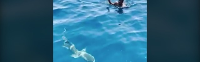 SVAŠTA Skočio među ajkule da spasi ptičicu (VIDEO)
