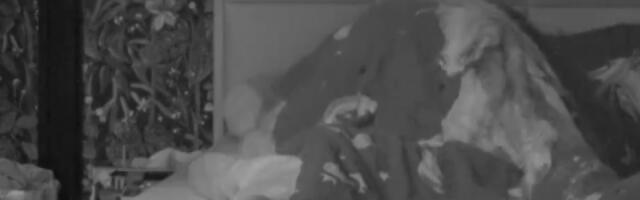 Vrela akcija usred bela dana: U odabranima sve pucalo, zadrugarka ko Singerica "šila" ispod jorgana