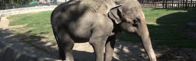 SUPERBAKA IZ BEO ZOO VRTA! Upoznajte Tvigi, najstariju slonicu u regionu!