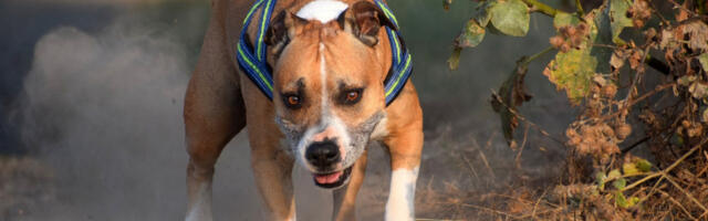 MAJKA VRIŠTALA OD UŽASA! Pitbulovi nasmrt izujedali bebu i dedu – policija morala da UPUCA sedam pasa