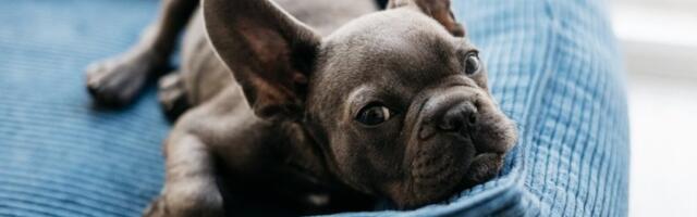 Veterinari otkrili istinu: Koliko često treba da perete krevet svog psa – većina ovde greši