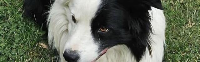 Šta se desilo sa Pupinom? Border koli nestao u Kragujevcu, vlasnik psa moli građane za pomoć