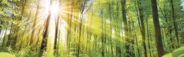 Unesko: Srpske šume su svetska baština!