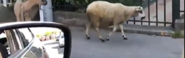 Ovce i koze u šetnji po Bežanijskoj kosi (FOTO)