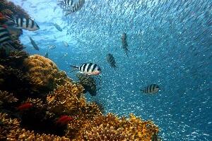 Историјски договор постигнут, скоро трећина светских мора добија заштићен статус