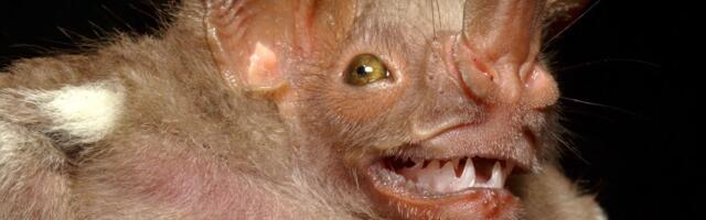 Vampiri postoje i piju krv, kaže biologija: Ako posle lova ostanu gladni, njihovi prijatelji urade nešto gadno