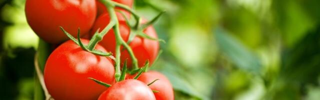 Rađaće bolje nego u bašti! 7 vrsta domaćeg đubriva za paradajz koji se gaji u saksiji