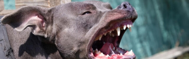 PAS UJEO DETE (3) ZA LICE U KAFIĆU! Horor u Mirijevu