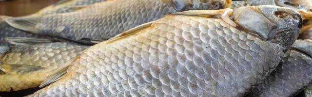 Ovo je najzdravija riba na svetu! Jeftinija je od lososa, kad čujete koliko je dobra ješćete je bar jednom nedeljno