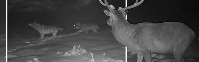 LOVCI SNIMILI DRAMU Jelenu se prišunjao ČOPOR ZVERI u zavejanim brdima Slovenije, a onda…