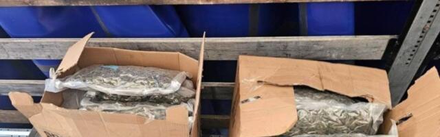 Zaplena marihuane kod Kruševca zasenila i JOVANJICU: Na ovo pitanje još NEMA ODGOVORA