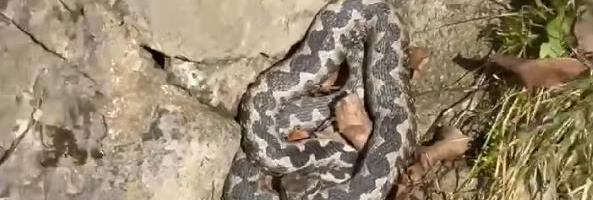 UOČEN POSKOK NA BANJ BRDU! Snimljena zmija na popularnom izletištu, građanima upućeno hitno upozorenje (VIDEO)